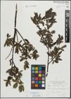 Foto von Salix mielichhoferi Saut.